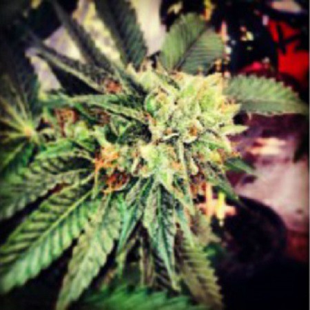 Berry OG Kush Feminized